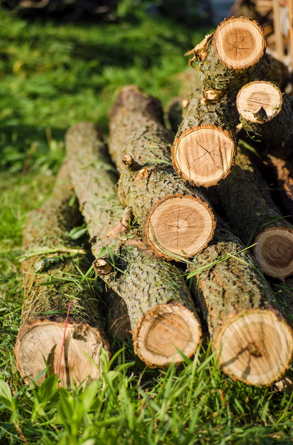 wooden-logs-cut-trees-min